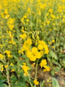 油菜花开的季节?油菜花开的季节马常胜!