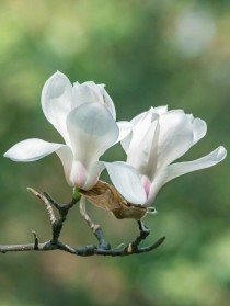 白玉兰花?白玉兰花图片!