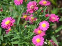 夏季开花宿根花卉?夏季开花宿根花卉有哪些!