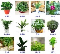 家养绿植花卉?家养绿植花卉图片大全及花名!