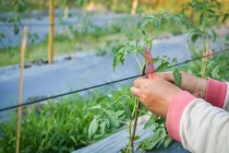 西红柿种植技术与管理?西红柿种植技术与管理方法!