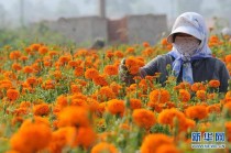 花卉种植助农?花卉种植助农产品!