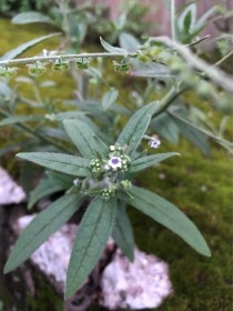 宿根花卉琉璃草?宿根花卉琉璃草图片!