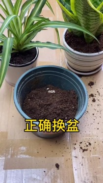 花卉换盆技巧?花卉换盆技巧和方法!