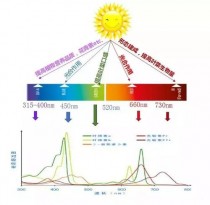 光照影响?光照影响血糖的奥秘!