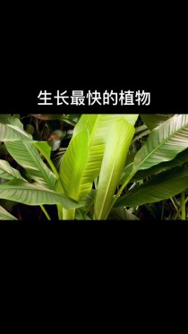 长的最快的植物?长得最快的植物是什么植物!