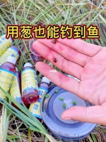 用大葱如何钓鱼?用大葱如何钓鱼视频!