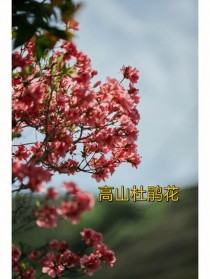 高山花卉品种?高山花卉品种有哪些!