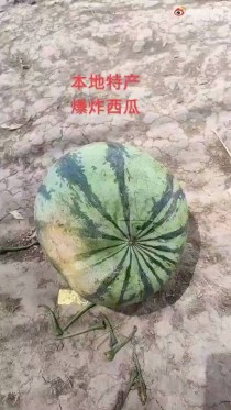 爆炸西瓜?爆炸西瓜是什么品种!