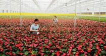 东营花卉种植基地?东营花卉种植基地电话!