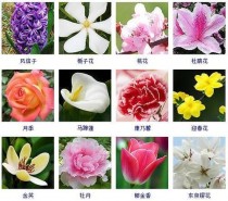 春季花卉的定义?春季花卉的定义是什么!