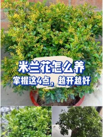 米兰花怎么养?米兰花怎么养才能更旺盛!