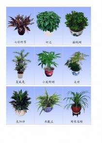 家养植物花卉名称?家养植物花卉名称及图片!