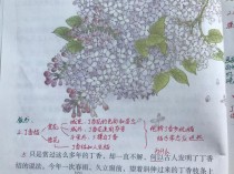 丁香结花卉写生?访写《丁香结》写一种花!