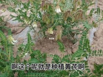 黄芪种植?黄芪种植技术及亩收益!