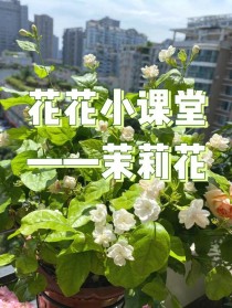 苿莉花?茉莉花的养殖方法和注意事项!