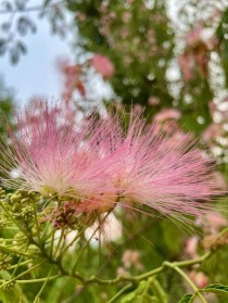 合欢花花语?合欢花花语要开了!