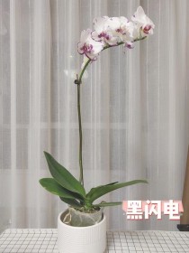 蝴蝶兰什么时候开花?蝴蝶兰什么时候开花? 月份!