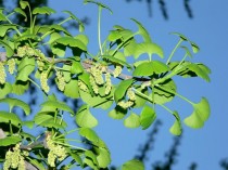 银杏是不是花卉?银杏是不是花卉?!