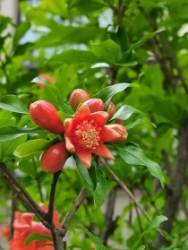 石榴花几月开?石榴花几月开花!