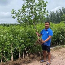 枣树苗?枣树苗什么时候移栽最好!