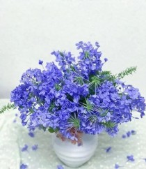 冬季蓝色花卉大全?蓝色花材有哪些!