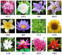 花卉种类大全图片?花卉种类大全图片欣赏!