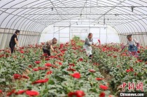 贵州花卉种植基地?贵州花卉种植基地在哪里!