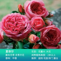 浓香花卉品牌?浓香花卉品牌介绍!