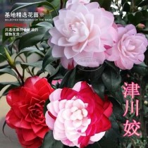 日本的花卉价格?日本的花卉价格是多少!