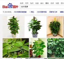 花卉绿植取名?花卉绿植取名大全!