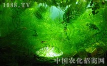 金鱼藻种植?金鱼藻种植密度!