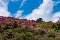 索玛花?索玛花图片!