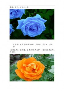 月季花品种介绍?月季花品种介绍大全!