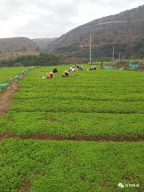 中草药的种植?中草药的种植需要什么条件!