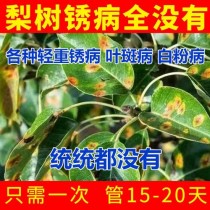 梨树锈病?梨树锈病用什么药效果最好!