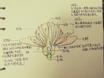 花的结构?花的结构示意图!