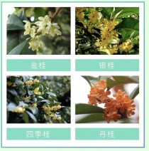 桂花分类?桂花分类金桂银桂四季桂!