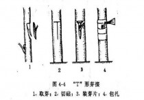 花卉T型芽接?t型芽接成活原理!