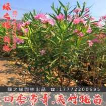 柳叶桃花卉盆栽?柳叶桃花卉盆栽图片!