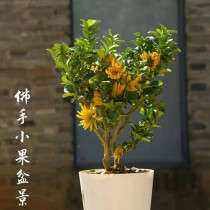 花卉迷你佛手棒?花卉迷你佛手棒图片!