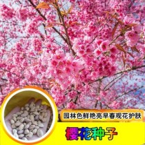 樱花种子?樱花种子种植方法和时间!