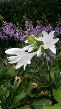 鹤花?鹤花图片!