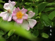 野蔷薇花语?野蔷薇花语和寓意!