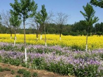 河西务花卉基地?河西花卉批发市场地址!