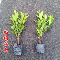 花卉小苗批发厂家?花卉小苗批发厂家价格!