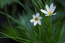 花卉大全图片白色?花卉大全图片白色植物!