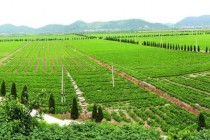 农业种植致富项目?农业种植致富项目推荐!