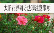 花卉养殖的步骤?花卉养殖的步骤有哪些!