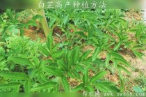 白芷种植?白芷种植技术及亩收益!